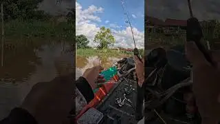 strike bertubi mancing udang galah sungai kahayan #fishing #belajarmancing