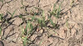 Pre Emerge Herbicides: Winter Wheat #909 (Air Date 9/6/15)