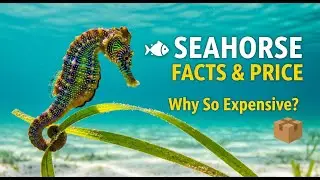 Why Seahorses Are Expensive & Rare | Seahorse Facts You Didn&rsquo;t Know.