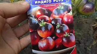Томат индиго роуз