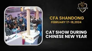 CFA CAT SHOW LIAOCHENG, SHANDONG (CHINESE NEW YEAR CELEBRATION)