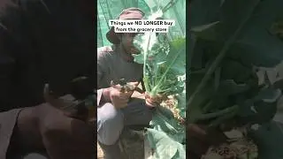 Ваши руки, ваш урожай. 💯Это настоящая продовольственная безопасность #домашнеехозяйство #выращива...