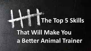 The Top 5 Skills That Will Make You a Better Animal Trainer