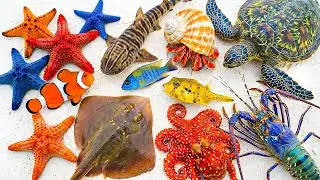 🌊 Ocean Foraging 🦈Tiger Shark 🐟Stingray 🐢Sea Turtle 🦞Lobster 🐚Hermit Crab 🐠Clownfish 📦Box Pufferfish
