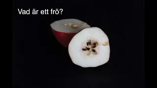 Vad är ett frö?