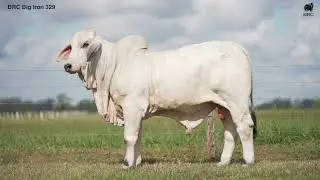 BRC BIG IRON 329