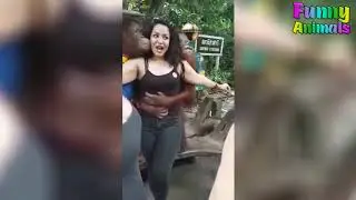 Funny Monkeys Doing Stupid Things   Funniest Animals Videos 2019