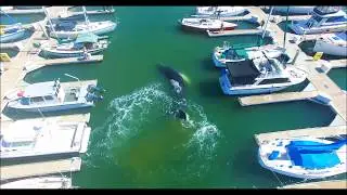 AERIALS Large HUMPBACK WHALE Confused or Lost In Ventura Marina 4K