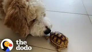 Baby Tortoise Plays 