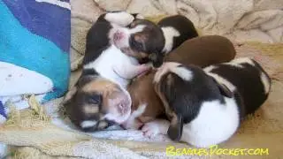 Beagle Puppies For Sale ~ Dog Video Pocket Beagles Puppy 1 Week old