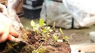 見捨てられた姫蝦夷紫ツツジ再生プロジェクト