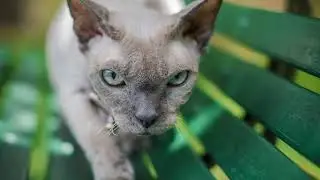 How Cats Walk