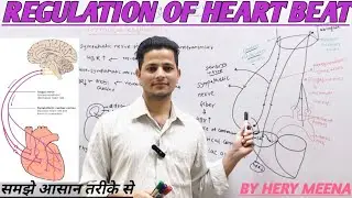 Regulation of heartbeat in hindi|| regulation of cardiac acitivity ||neural and hormonal regulation