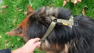 Nowe szelki dla mojego Owczarka Niemieckiego/A new harness for my German Shepherd