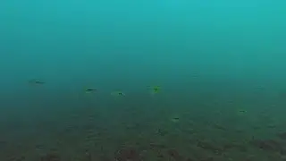 Diving the World - Nicaragua - Dive 33 - Laguna de Apoyo