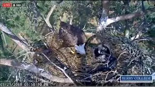 Berry College Eagles ~ Smart Ma Anchors The Black Bag, March 21, 2018