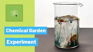 Making The Chemical garden