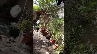 #NewArrangement #Garden #CristyslifeOfW