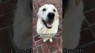 Dog&rsquo;s Nose Changes Colors 😮