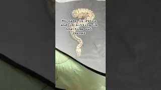 Petra is in time out #lol #snake #funny #fyp #cute #animal #pet #trend #trending #shorts