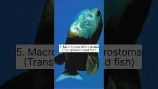Transparent Animals In The World #shorts #animals #facts #viral #trending #youtubeshorts
