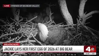 Jackie the Big Bear eagle lays her first egg of 2026