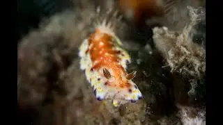 Goniobranchus collingwoodi