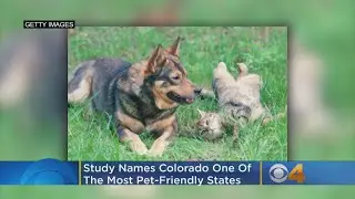Colorado Is One Of The Most Pet-Friendly States, Study Finds