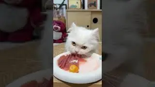 one plate for two🥰 #cat #kucing #funny #shorts #pets
