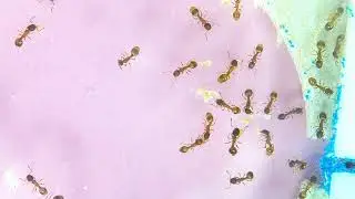 Temnothorax | Linksvayer Lab | ASU SIRG | 2026-01-08