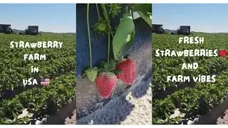 Strawberry Farm in USA 🇺🇸🍓 | Fresh Strawberries & Farm Vibes