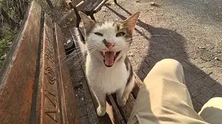 The cute street cat who keeps Meowing as if asking for permission to climb into my lap.
