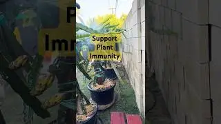 Boost Your Dragon Fruit's Health with EM Spray! The Gardening Channel with Hot Potato