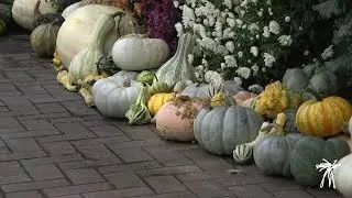Working with local growers - Chrysanthemums and More!