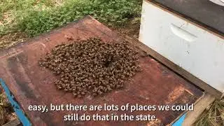 Beekeeping in Mississippi