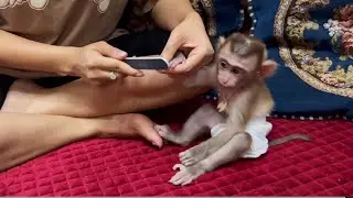 Baby Monkey  Lovely Mom Cutting Nails For Monkey Lucky Routine  Cutting Nails For Baby Monkey