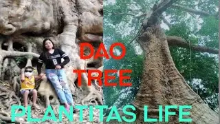 Dao Tree 200 years old                                      #YourLifeMyLifeOurLifePlantitasLife