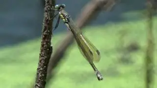 Amber-winged Spreadwing Damselfly female (with unspread wings)
