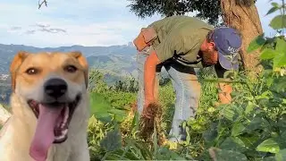 COLHEITA DO FEIJÃO DAS ÁGUAS - VIRADO DE FEIJÃO VERDE - ALIMENTO DIS ANTIGOS