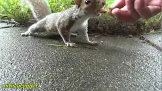 Sybil (A Very Hungry Squirrel) 29Jun12