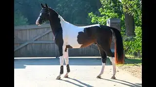 French Look van Erpekom Z - 2021 stallion by French Touch's Dream x Udarco van Overis