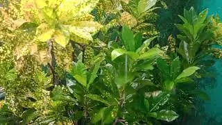 Chuva nas plantas 
