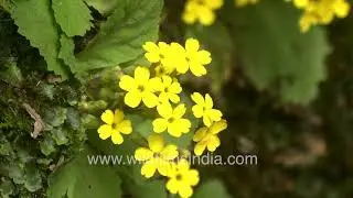 Primula floribunda blooming in Himalayan winter landscape