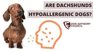 Are Dachshunds Hypoallergenic Dogs? (Short, Long Haired, Wirehaired)