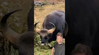 Гаур &mdash; это МОНСТР