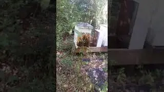 Bee hive mess to deal with