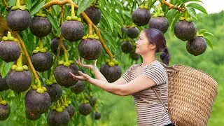 Harvesting Sweet Mangosteens for Market | Ancient Village Recipe You&rsquo;ve Never Seen!