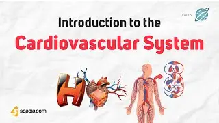 Introduction to the Cardiovascular System Physiology | Overview