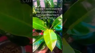 Here&rsquo;s to many many more! 💚 #philodendron #plants #variegated #indoorplants #leaf #fyp