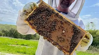 Honey bee research and nutrition with special guest Jim Masucci